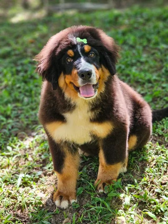 Filhote de Bernese Mountain Dog - Foto 4