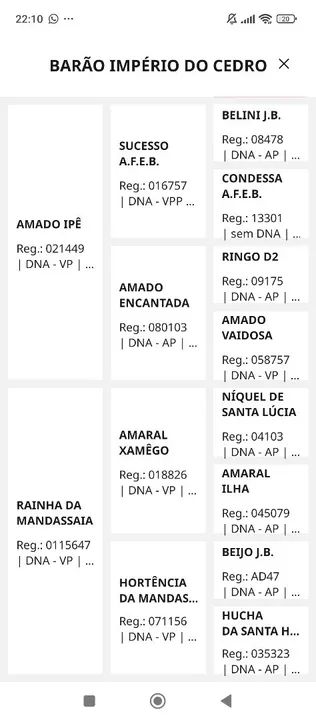 Barão Império do Cedro, filho do Amado Ipê, entre os tops 10 da raça 