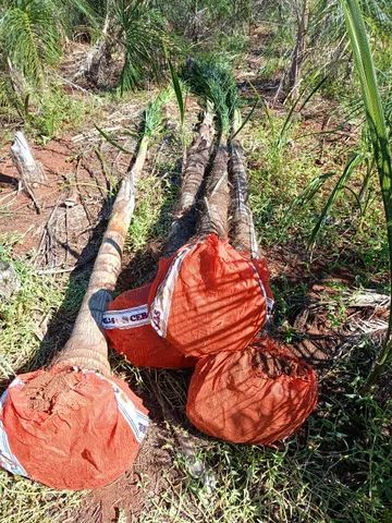 mudas da gueiroba ou guariroba adultas  para paisagismo 3 metros 