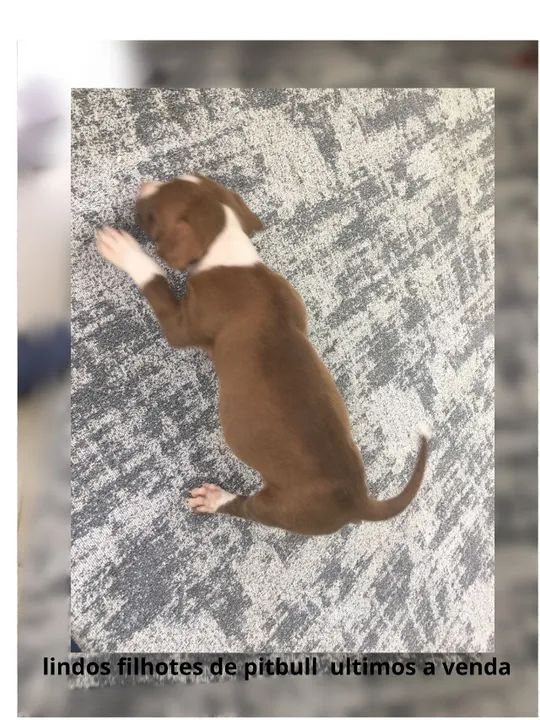 filhotes de pitbull - Foto 4