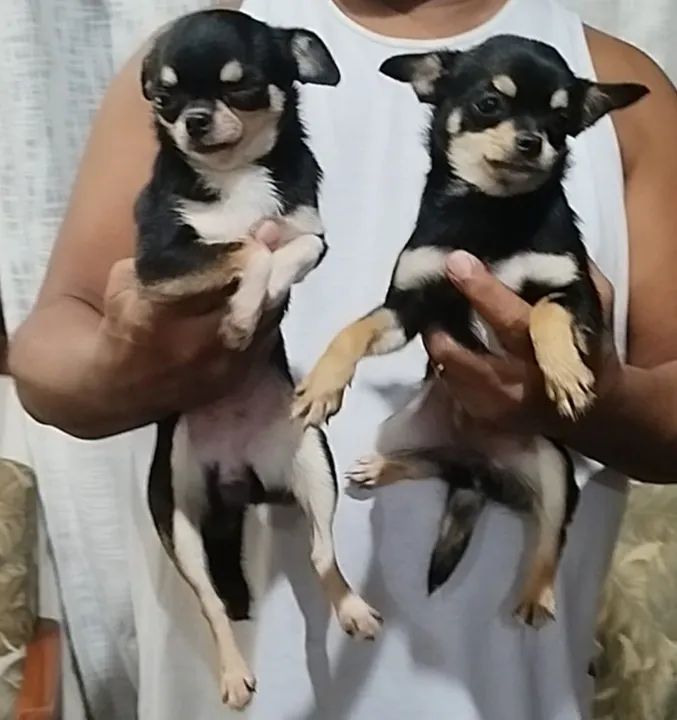 Chihuahua amor da sua vida 