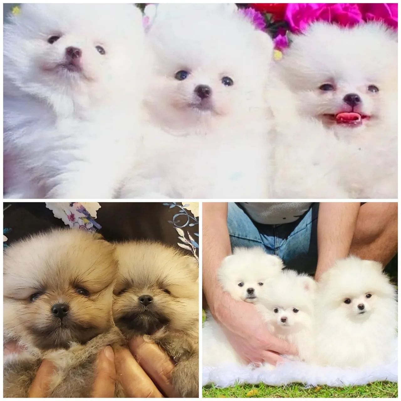 Lindos Filhotes de Lulu da Pomerânia (Spitz Alemão) disponíveis - ambos os  sexos - Cachorros e acessórios - Vila Góis, Anápolis 1316342365 | OLX