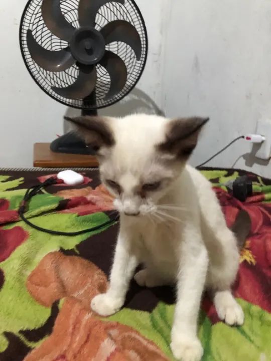 Gatinho Siames lindo para adoção - Foto 2