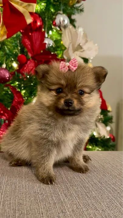 Filhote de Spitz Alemão - Foto 2