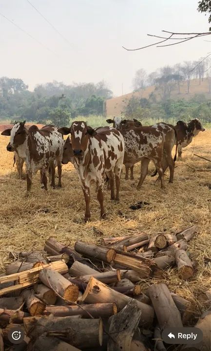 Nelore Pintado - Foto 3