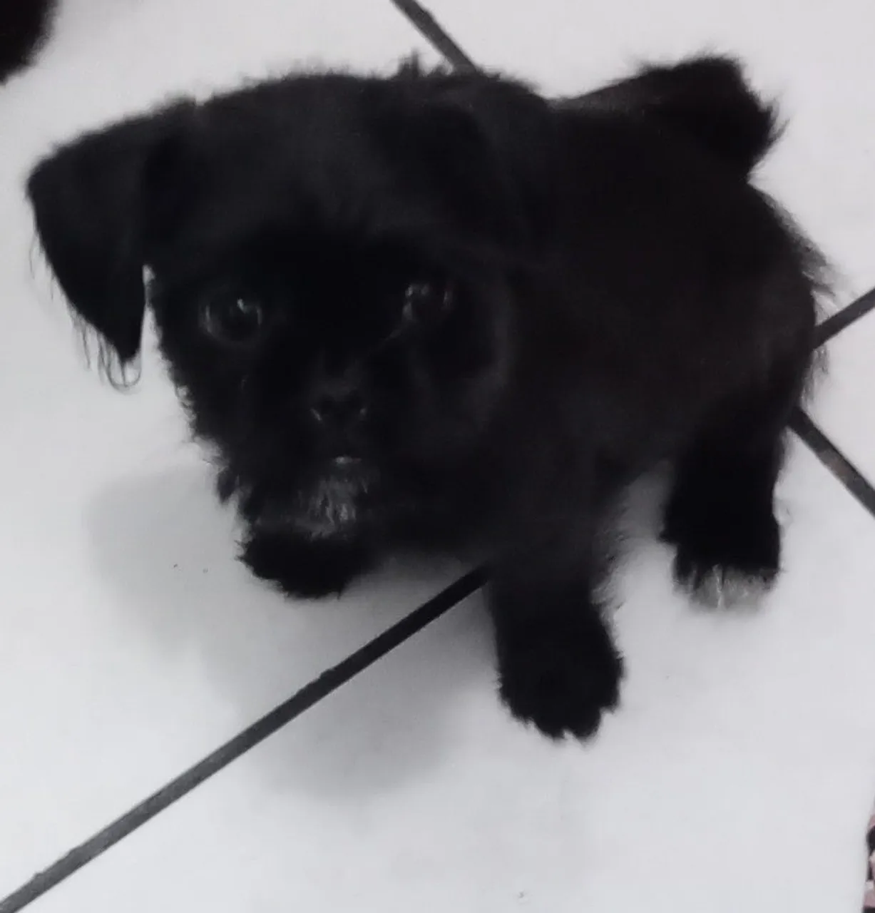 Filhote de Pug misturado com Shihtzu