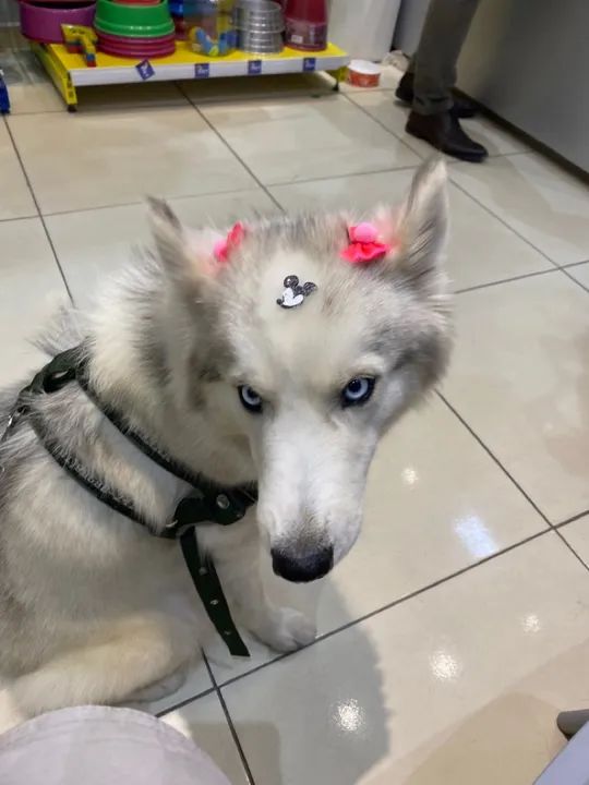 Filhote husky  siberiano - Foto 6