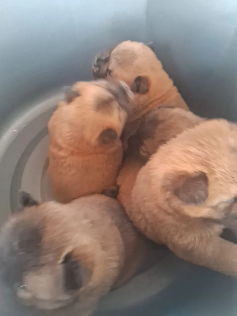 Filhotes de Chow Chow para vender