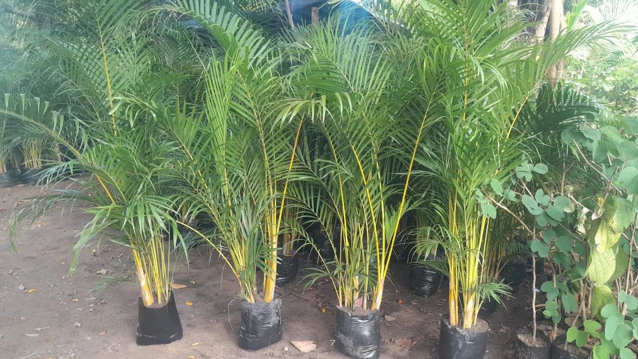 Palmeira areca bambu