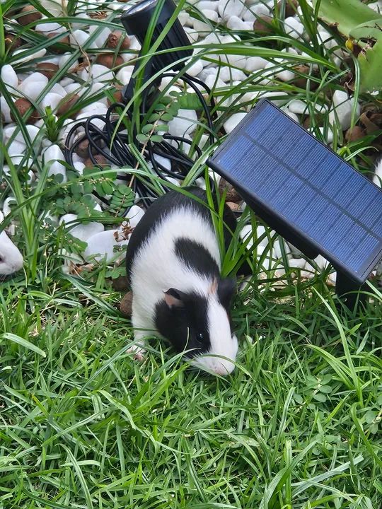 Dois filhotes de Porquinho da Índia fêmea  - Foto 3