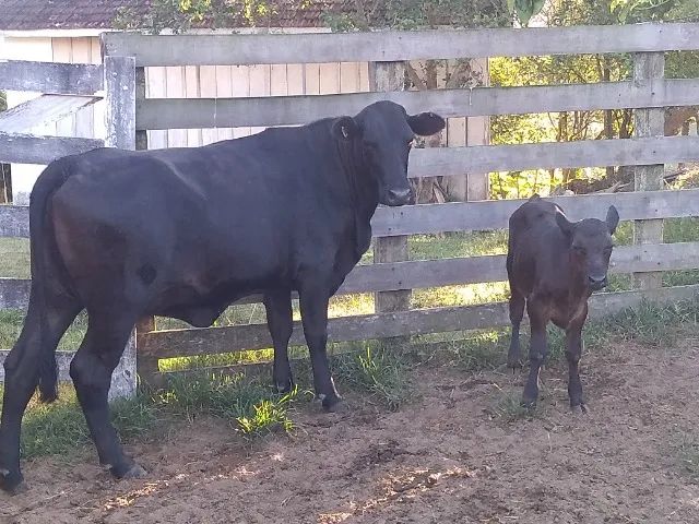 Vaca e terneiro - Foto 3
