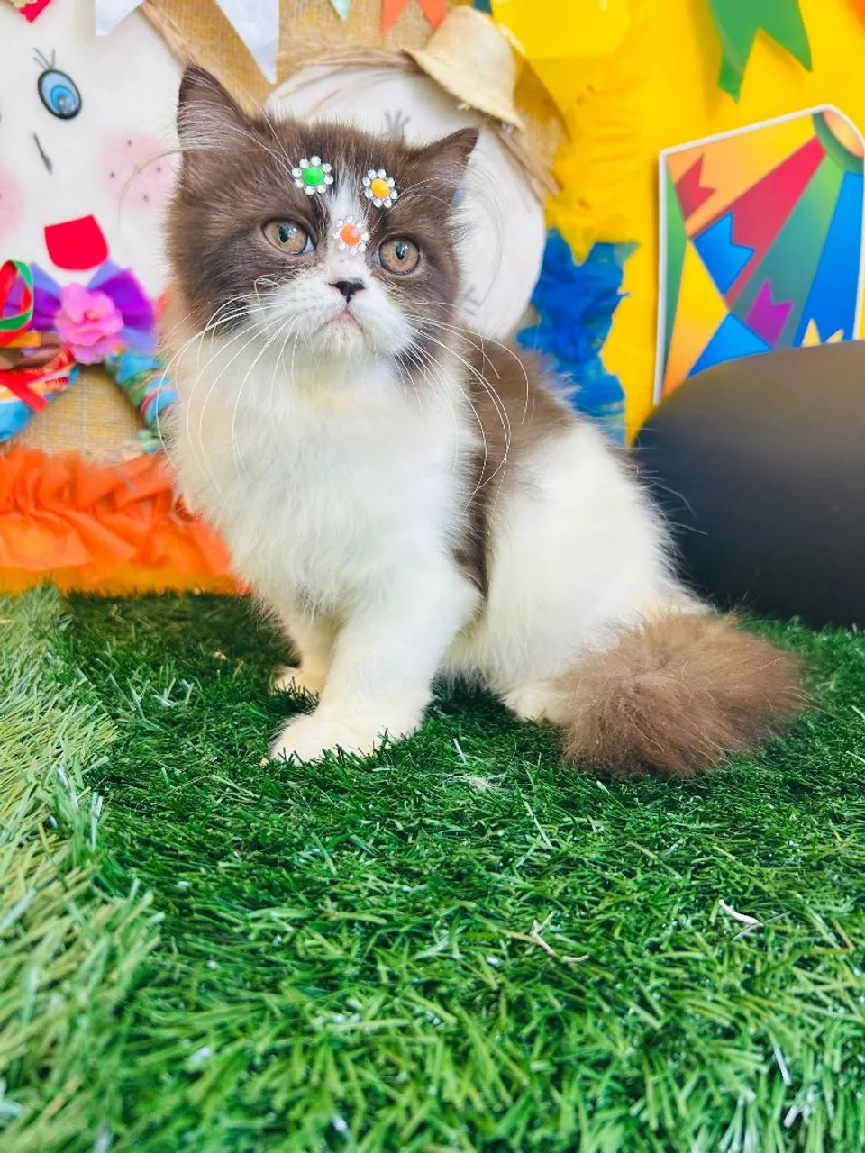 Gatinho Persa Exótico - Pelúcia e Charme!