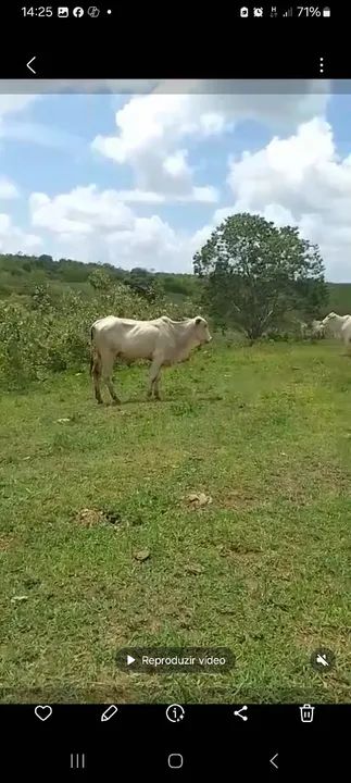 4 garrotes à venda  - Foto 3