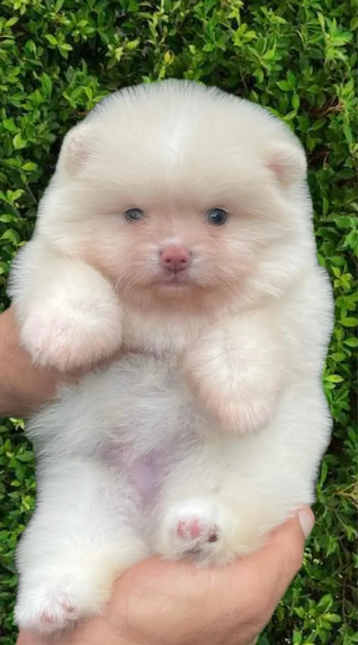 Filhote de Lulu da Pomerania - Ursinho