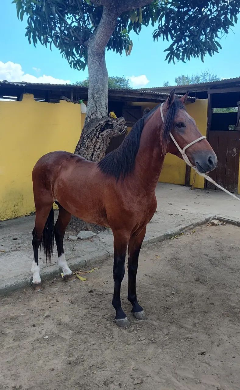 Cavalo Garanhão Mangalarga Machador TOP 4 Anos Registrado 