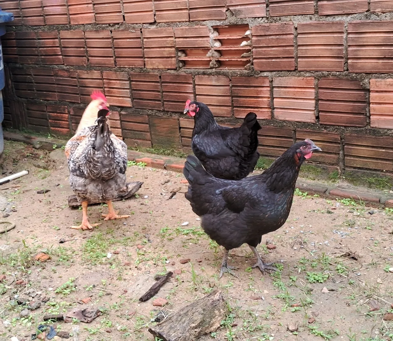 Galinhas caipiras pra vender 