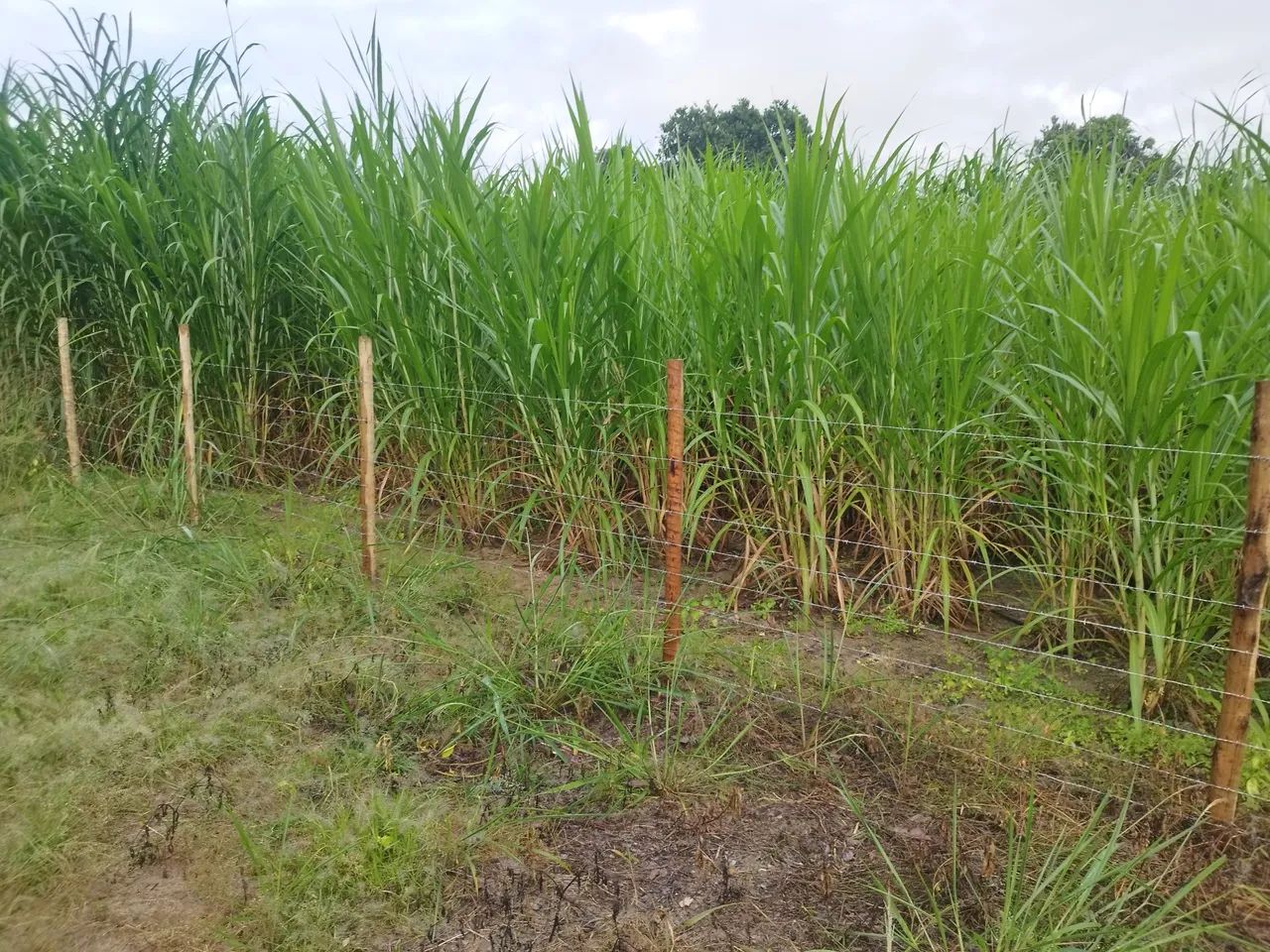 Capim Capiacu  - Foto 3