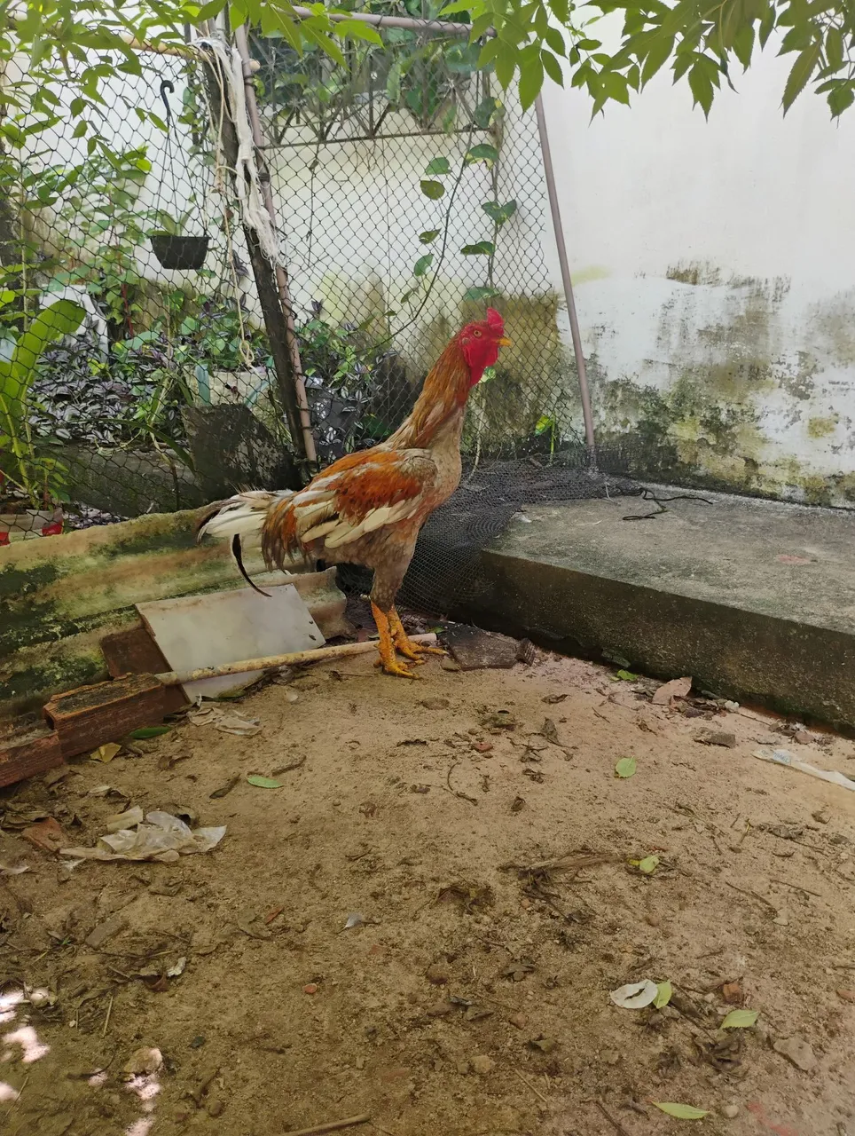 Vende- se frango