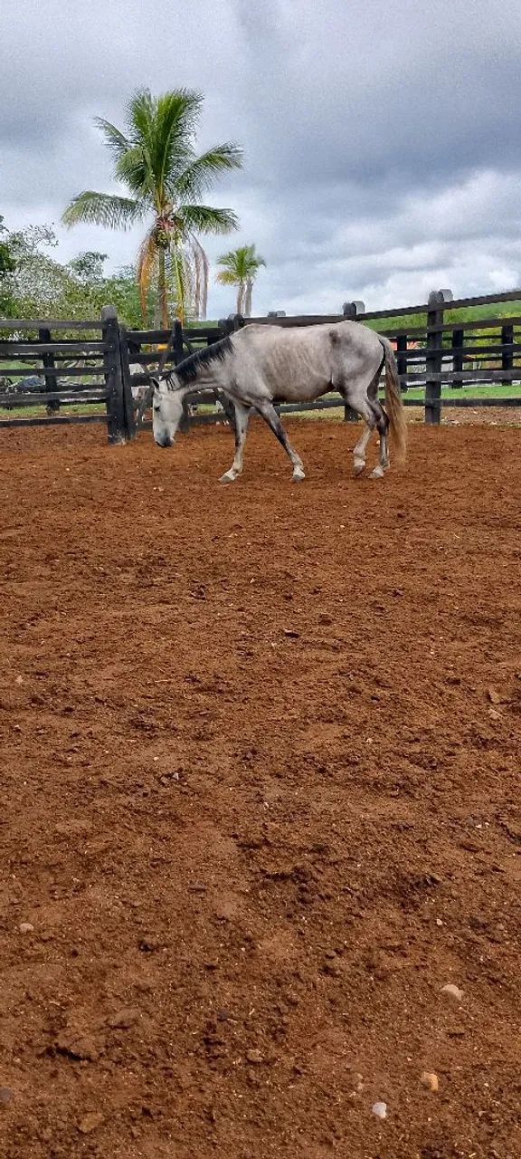 Cavalo manga larga de passada 