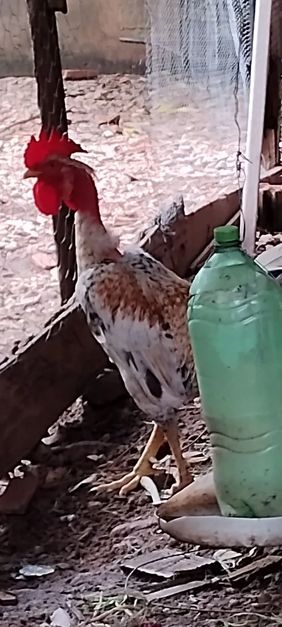 Galos e galinhas 