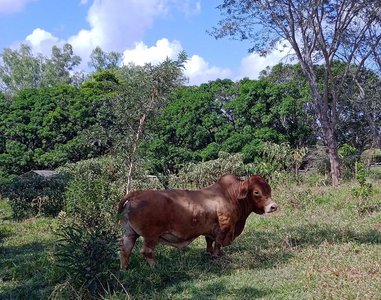 Touro e Vaca da raça Santa Rosália 
