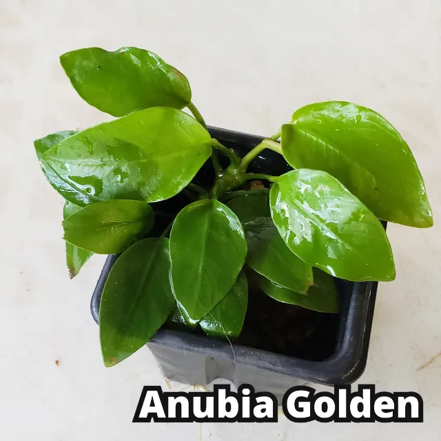 Linda Anubia Golden Aquario Plantado Planta +15 Folhas Não Precisa Substrato Fertil