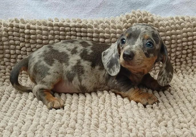Filhotes de Dachshund - Lindíssimos (cofap, salsicha, teckel, cão salsicha) - Foto 2