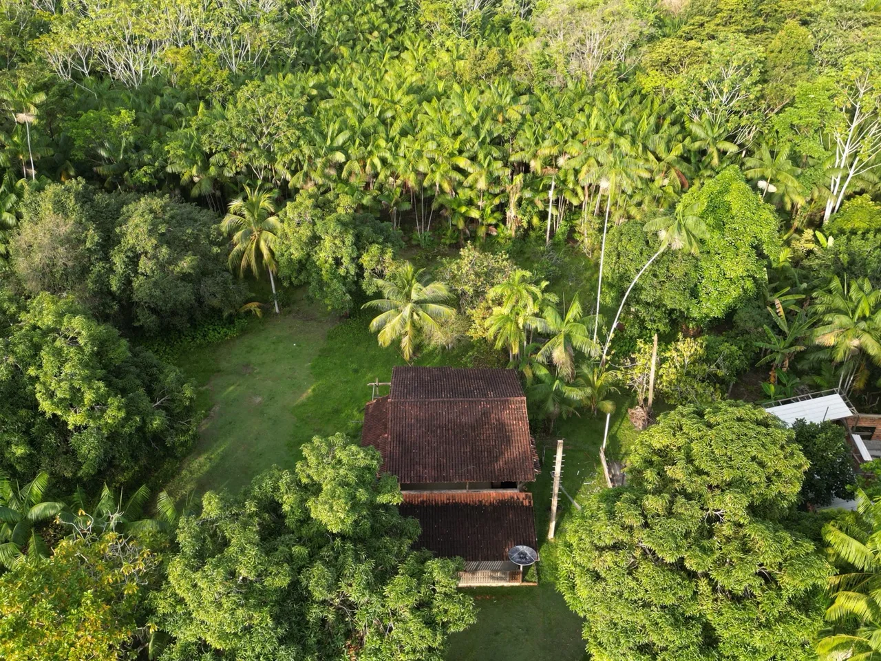 Área no lontra da pedreira com mais de 3 mil pés de açaí plantados.
