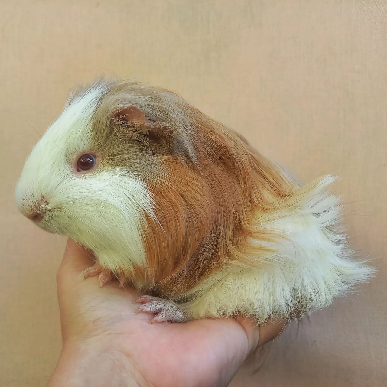 Porquinho da Índia Sheltie Macho Jovem  - Foto 2