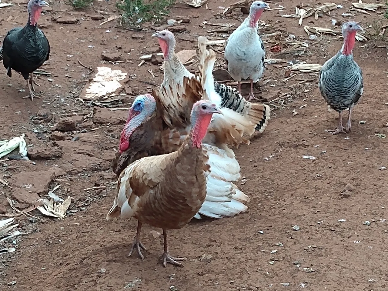 Lindos perus para venda
