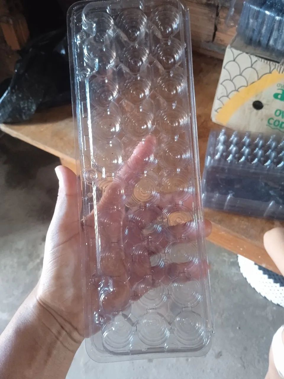 Cartelas para Ovos de Codorna  - Foto 2