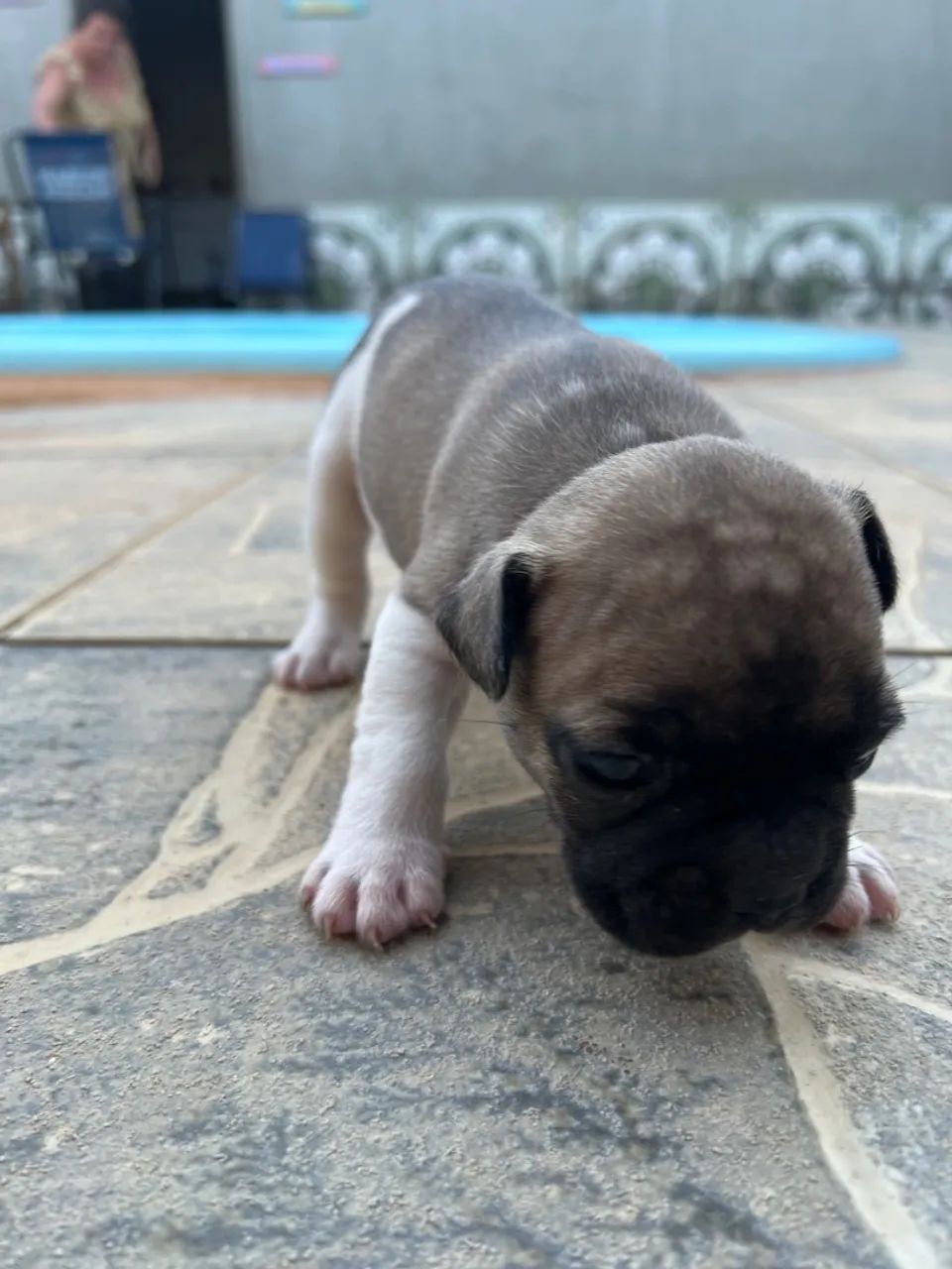 Filhote de Bulldog Francês - Foto 4