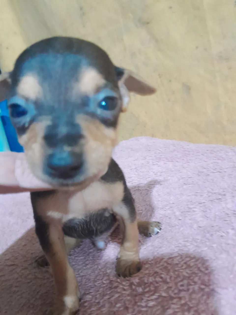 Filhote macho de Pinscher Miniatura