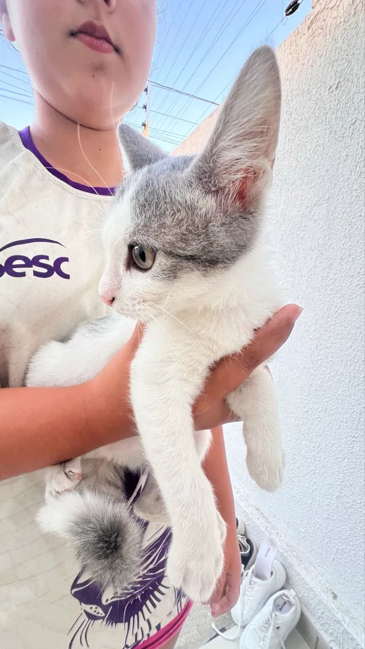 Gatinhos fofos para doação - Foto 4