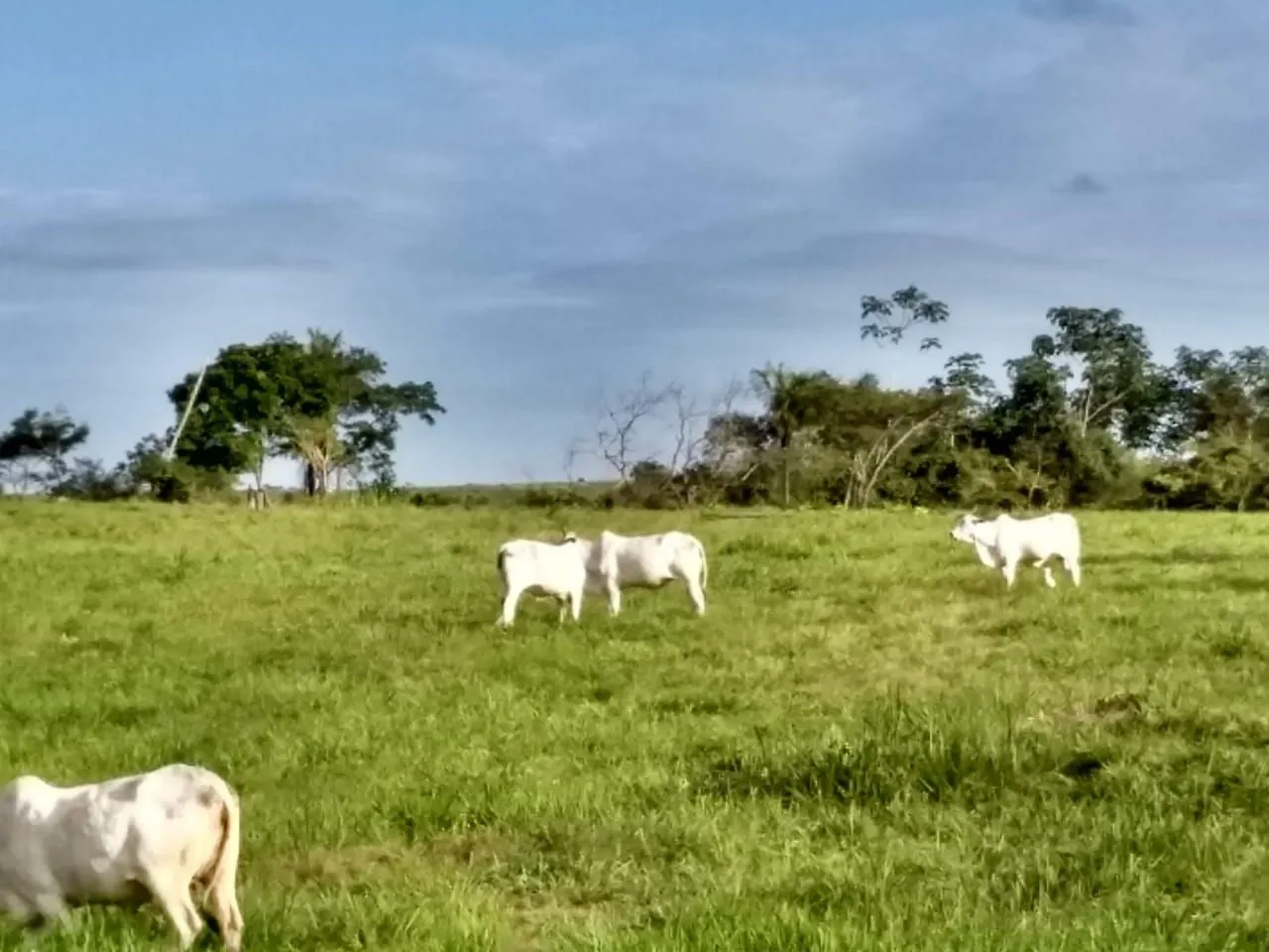 Vende-se uma terra na transacreana, ramal caipira.