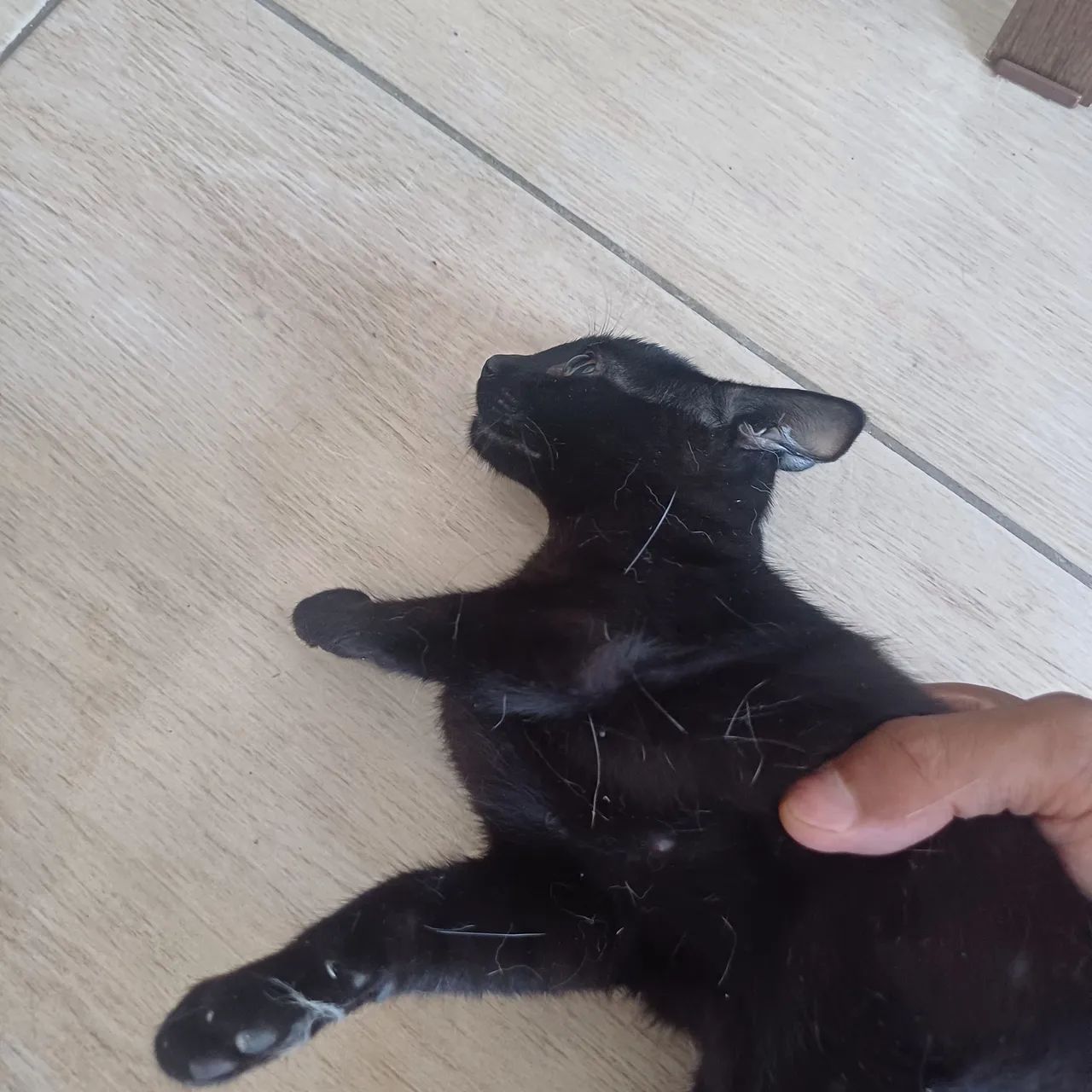 Gata preta 3 meses - pandora