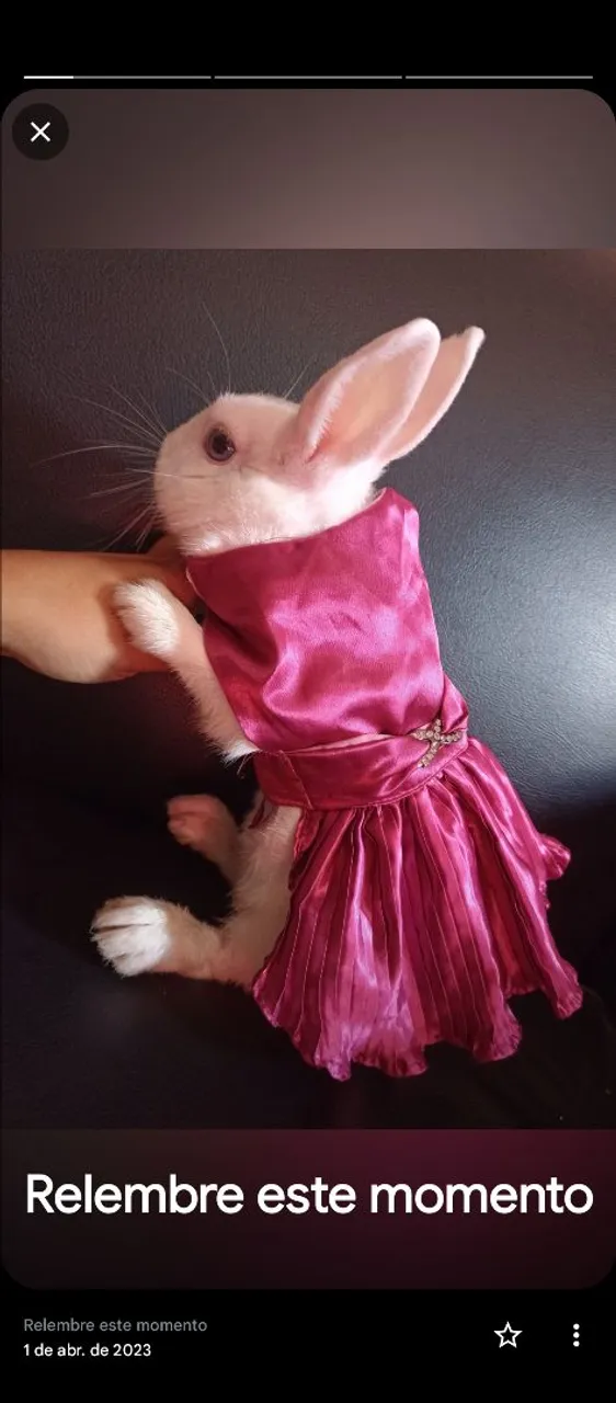 Coelhinho charmoso com vestido!