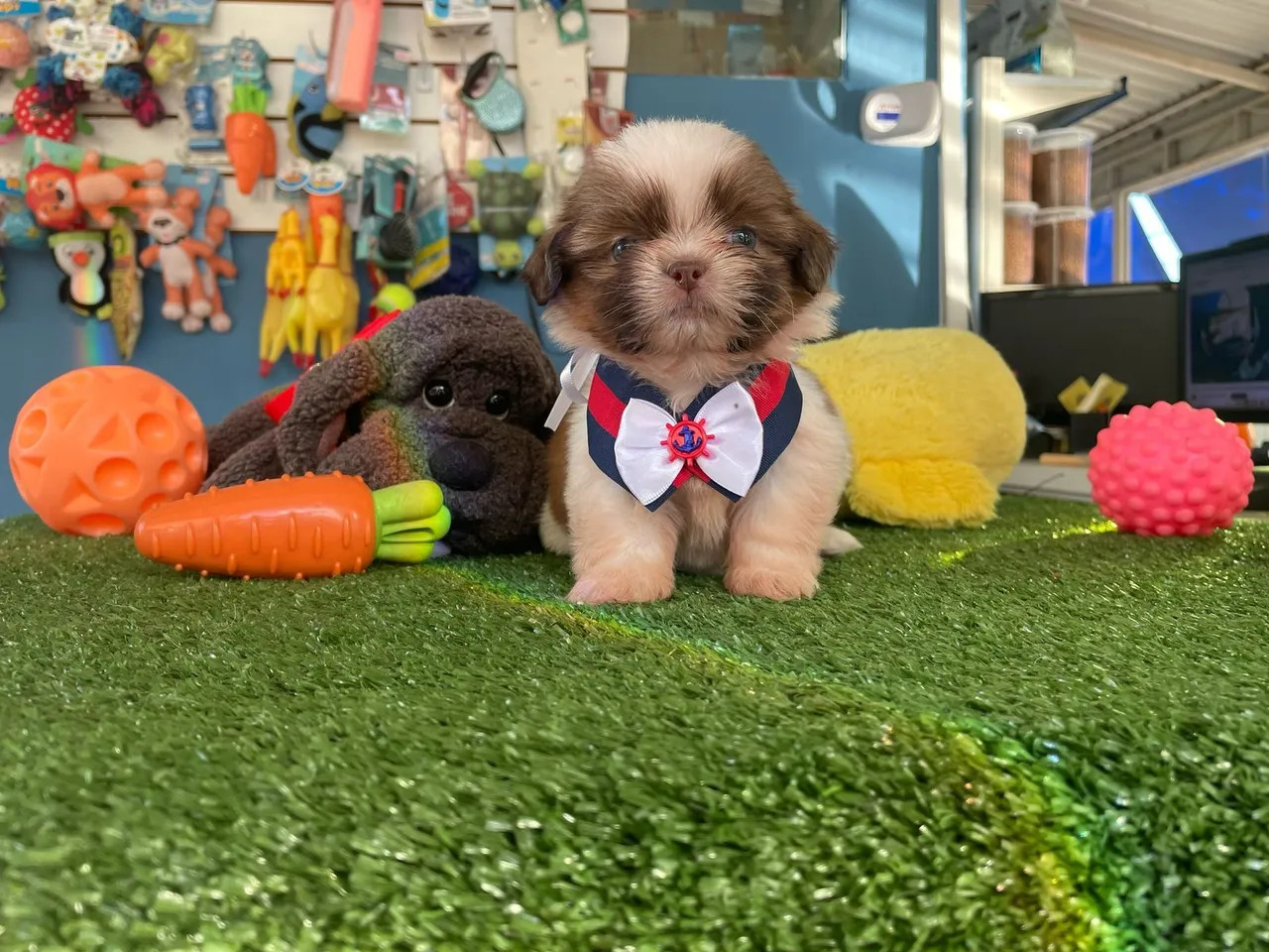 Filhote Shih Tzu chocolate