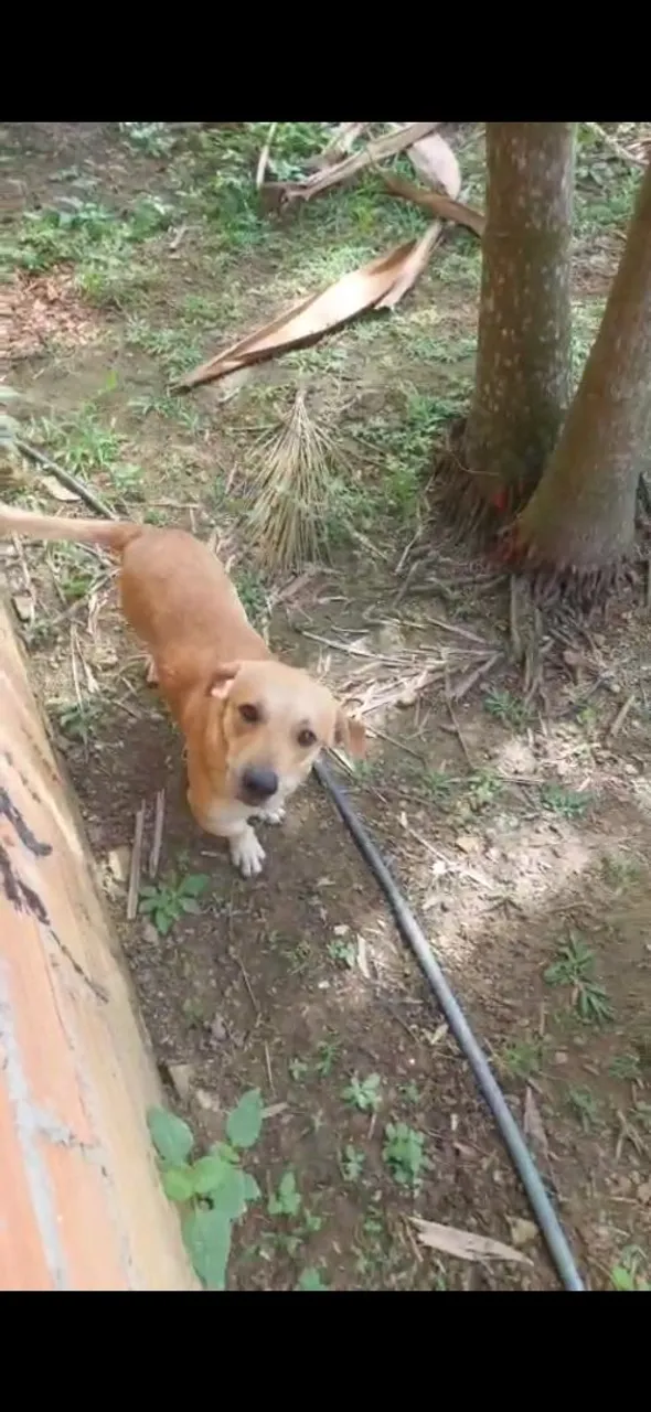 Cãozinho adorável para adoção super dóceis.