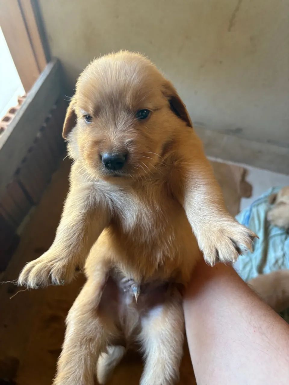 Golden retriever macho - Foto 2