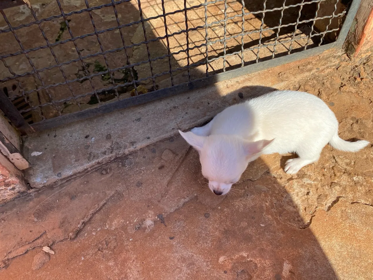 Filhote de Chihuahua Branco macho