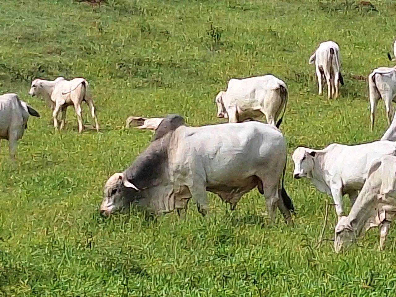 Touro Brahma - Foto 2