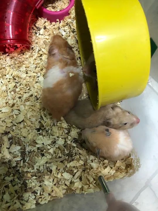 Hamster sírio ( fazemos entrega) - Foto 2