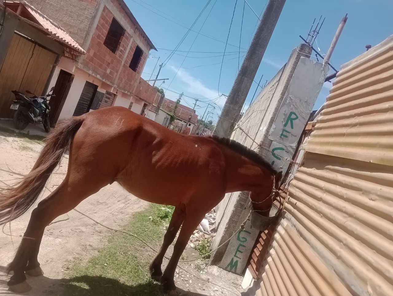 Vendo cavalo mangalarga top  - Foto 2