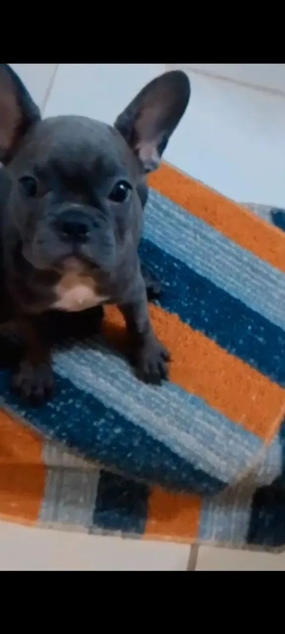 Filhote de Bulldog Francês - Foto 4
