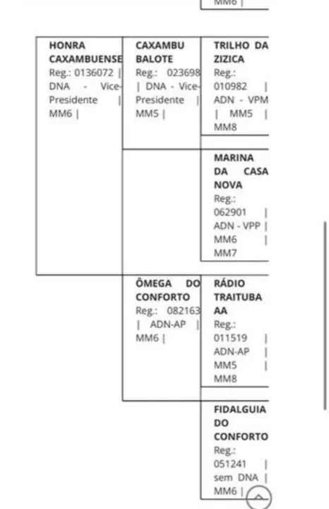 Cavalo para Doação - Foto 4