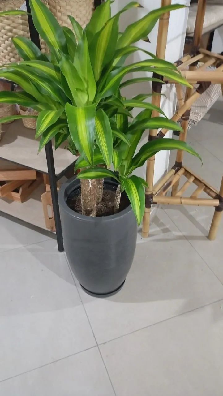 Serviço de jardinagem e limpeza de terrenos   - Foto 3