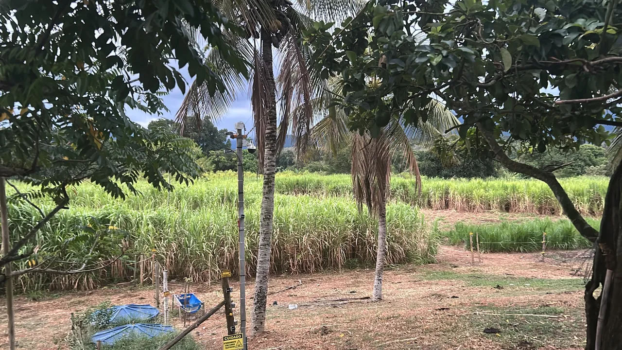 Trabalhador Rural Pecuária