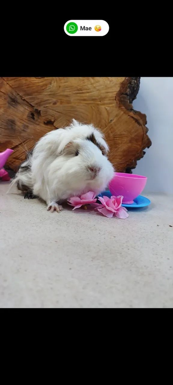 Casal porquinho peruano - Foto 2