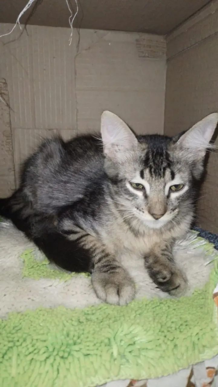 Gatinho cinza disponível para adoção - Foto 4